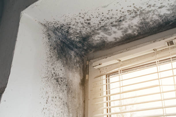 Affordable Mold Cleanup solutions in Hudson, IL