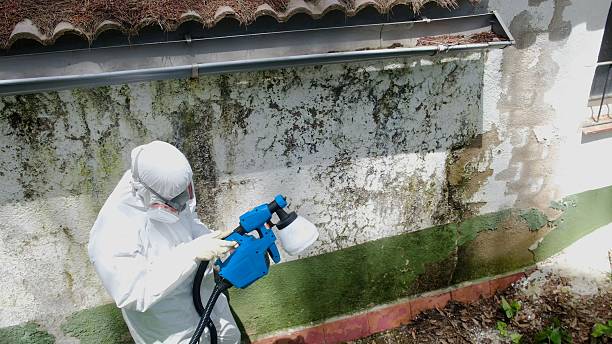 Trusted Mold Removal service in Hudson, IL - Cheap Mold Removal